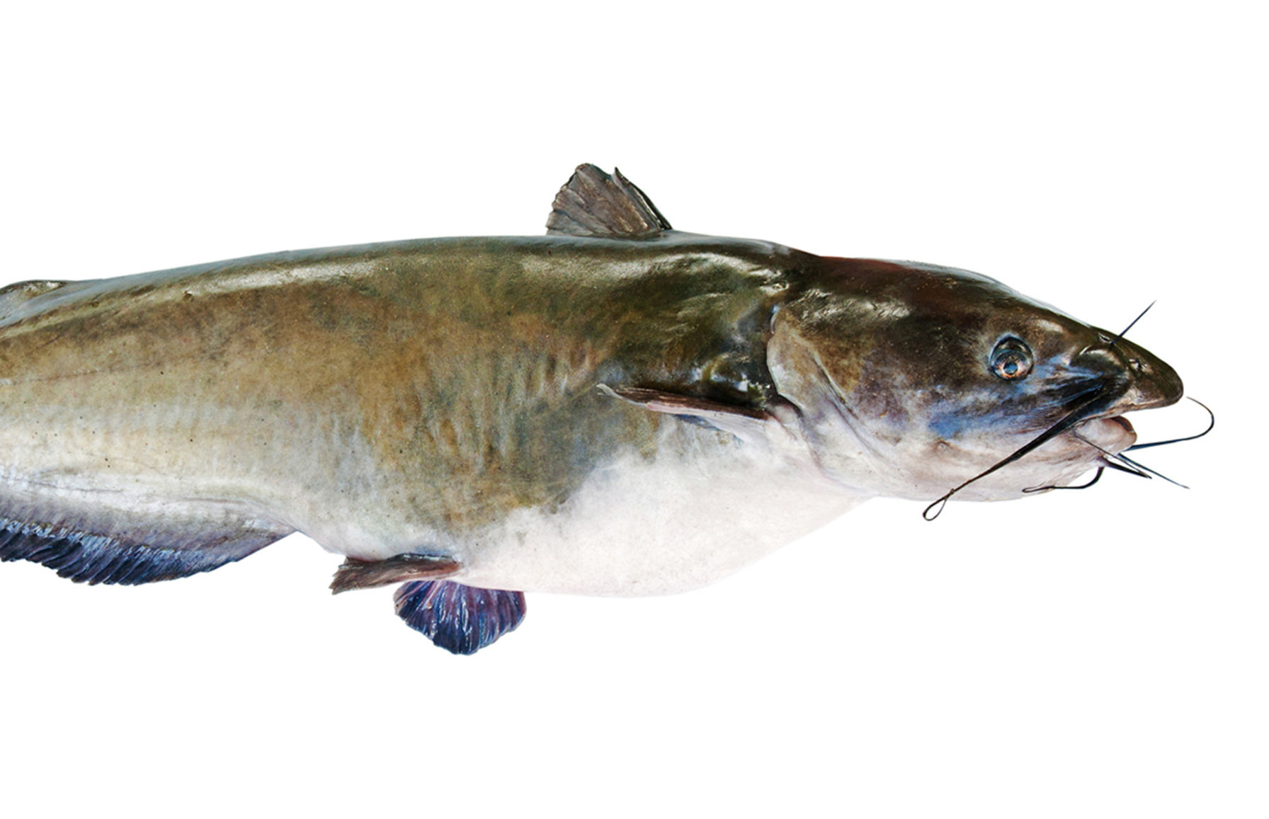 Flathead Catfish
